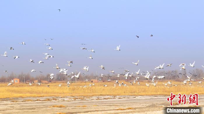 成群候鸟齐聚黄河湿地。　乌力更 摄
