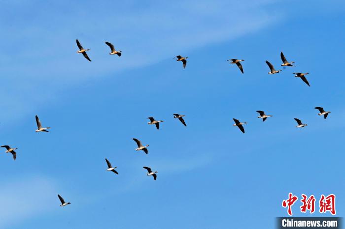 灰鹤在黄河湿地上空排队翱翔。　张建平 摄