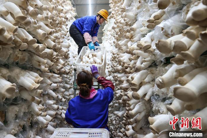 3月14日，工人在贵州道真一家食用菌生产企业车间转运采摘的杏鲍菇。　瞿宏伦 摄