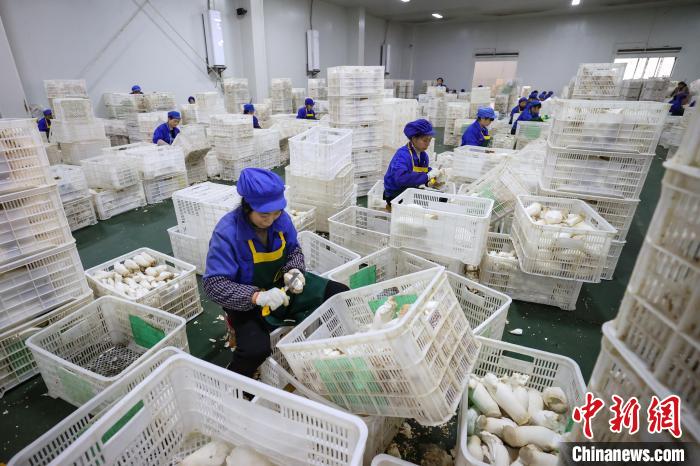 3月14日，工人在贵州道真一家食用菌生产企业车间处理杏鲍菇。　瞿宏伦 摄