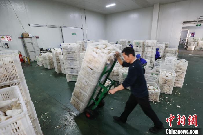 3月14日，工人在贵州道真一家食用菌生产企业车间转运杏鲍菇。　瞿宏伦 摄