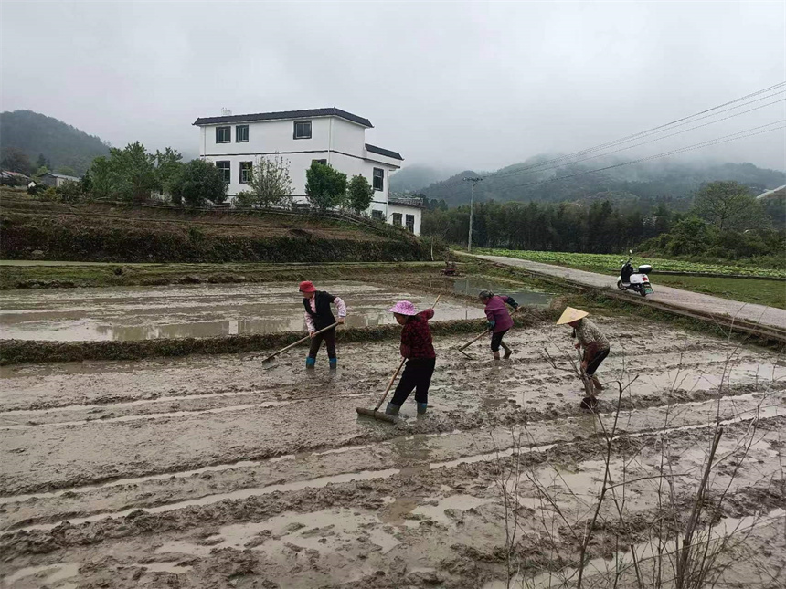 在小照村，村民们挽着裤脚在泥浆田里忙碌。陈文龙摄