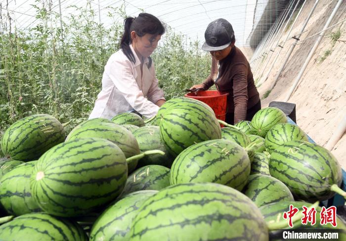 新疆疏勒县大棚西瓜喜获丰收果蔬产业高质量发展助乡村振兴