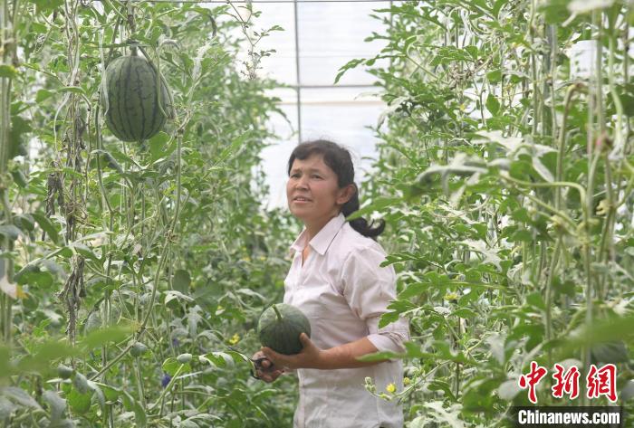 位于新疆疏勒县塔孜洪乡的“蔬乐”现代高效农业示范园里职工正在采摘西瓜。　孙亭文 摄