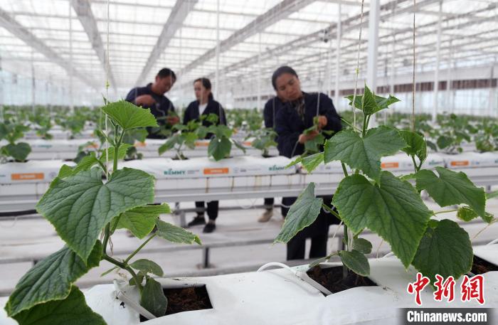在疏勒县智慧农业产业园里几名职工在技术员的指导下打理黄瓜苗。　孙亭文 摄