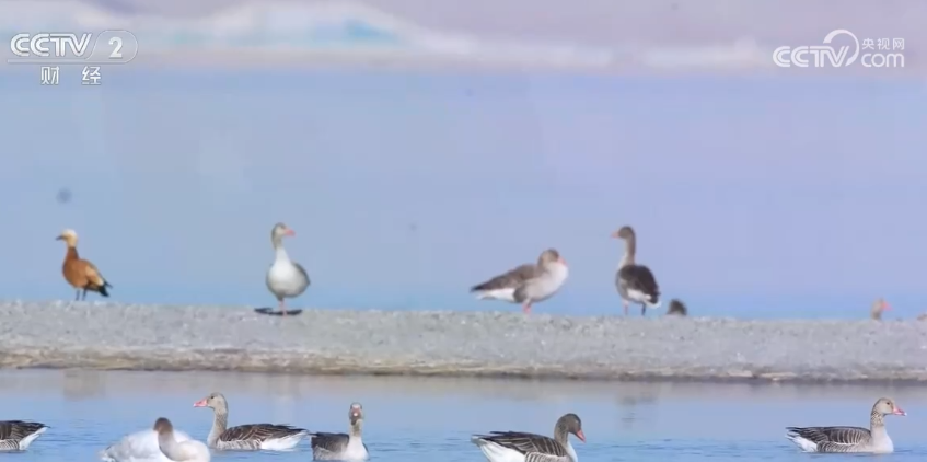 新疆乌伦古湖湿地面积增大 成候鸟“能量补给站”