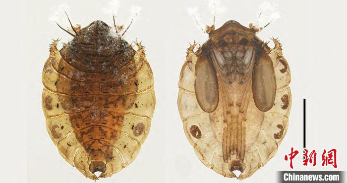 国际生物多样性日：武夷山国家公园发布6个昆虫新种
