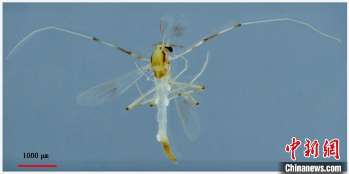 双斑倒毛摇蚊。　武夷山国家公园科研监测中心供图