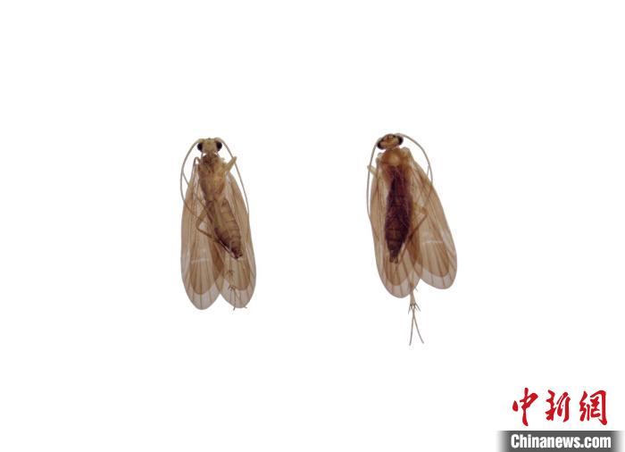扇刺合脉等翅石蛾。　武夷山国家公园科研监测中心供图