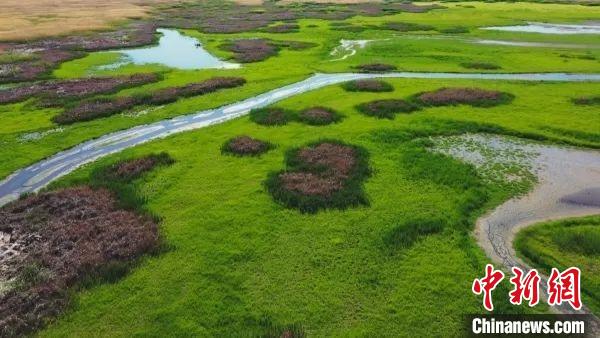 玛纳斯国家湿地公园，是世界候鸟的重要栖息地繁殖地，是候鸟飞越天山的“能量补充站”。　瓦力斯江 摄