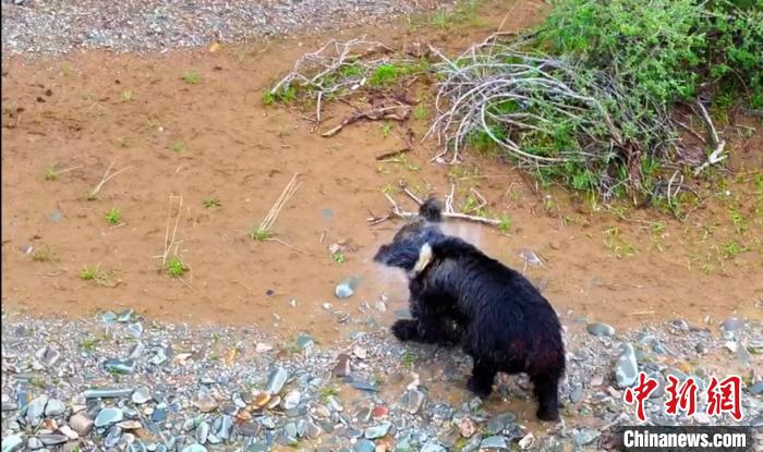 青海班玛：棕熊闯入牧民家警民合力驱赶回山林