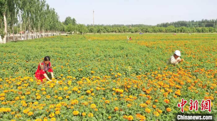 新疆莎车县10万亩万寿菊盛放群众采摘忙