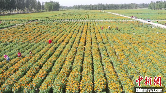 莎车县今年种植了10万亩万寿菊，万寿菊是一种特色经济作物，是提取纯天然黄色素的主要原料。　艾力 摄