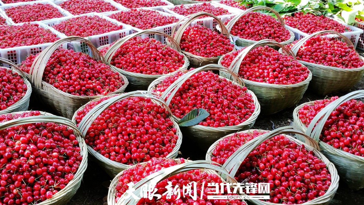 毕节总溪河玛瑙红樱桃图片
