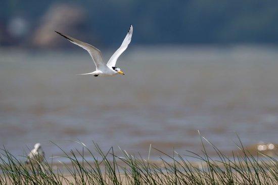 被誉为“神话之鸟”的中华凤头燕鸥掠过闽江河口湿地国家级自然保护区核心区沙滩（2023年6月25日摄）。新华社记者 魏培全 摄