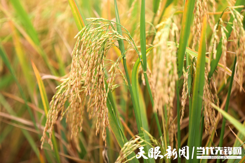 颗粒饱满、金黄整齐的稻穗（王婵娟 摄）.jpg