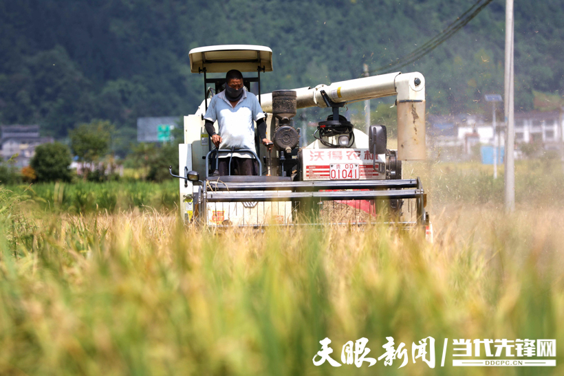 收割机正在收割水稻（王婵娟 摄） (3).jpg