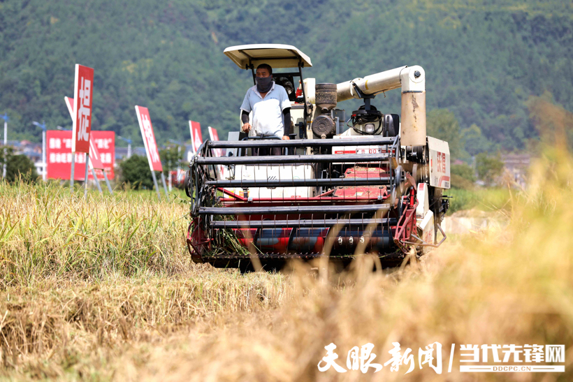 收割机正在收割水稻（王婵娟 摄） (4).jpg