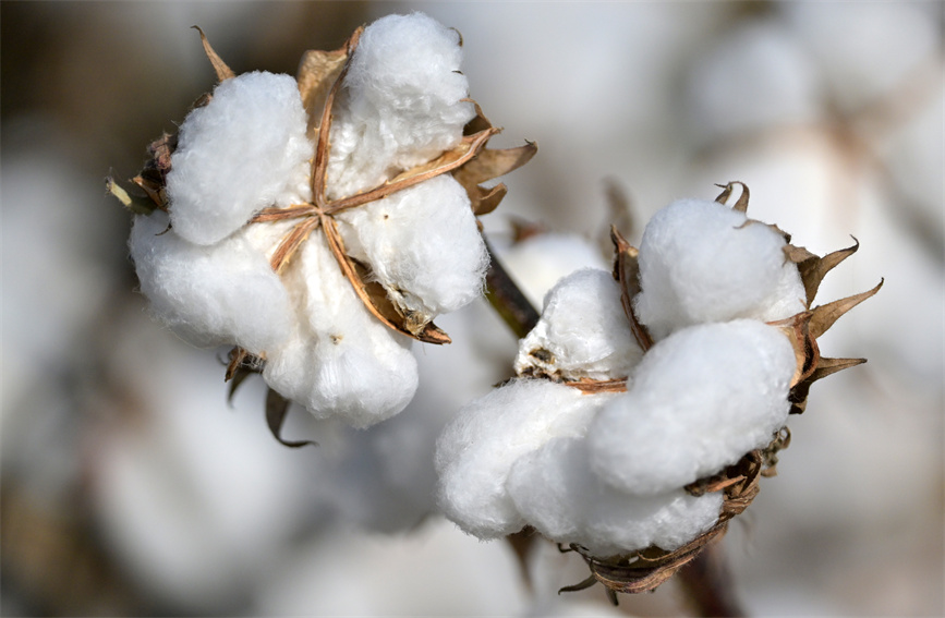 新疆巴州300余万亩棉花进入采收期【5】