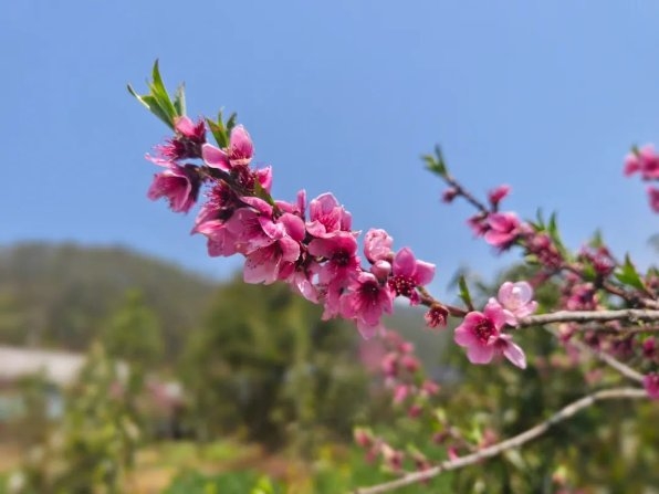 北碚康庄桃花图片