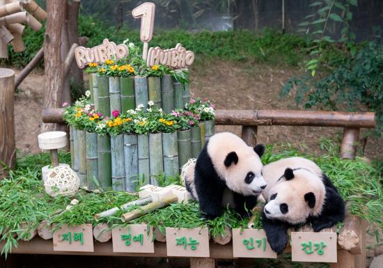 美国圣迭戈动物园公布大熊猫云川鑫宝首张图片