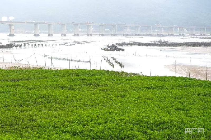 福建宁德：探索生态保护新路径 红树林变身“金树林”